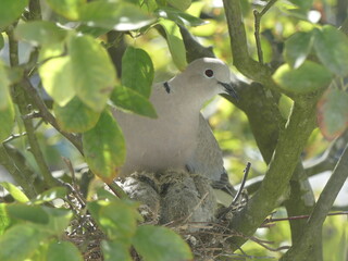 Collared Dove Chicks and Hen, Kent, UK