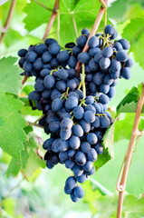 Black grapes on vines in French vineyard. Ripe dark blue wine grapes harvest. Fresh bunch of black grapes harvest outside.