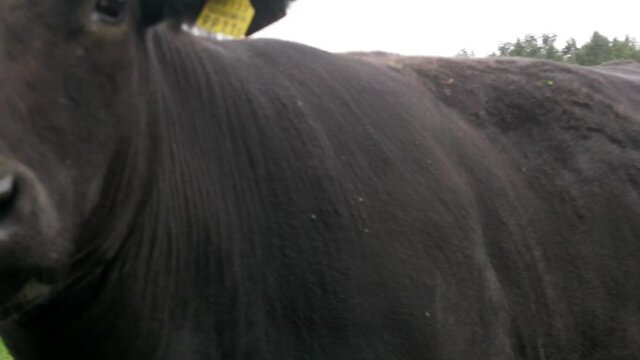 A herd of cattle in a meadow. Young bulls try strength at mounting with old cows. Mature bulls seduce young ones
