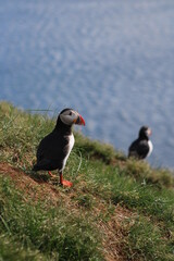 Puffins in North East Iceland 