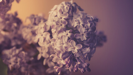 Obraz premium purple flowers (Lilac)