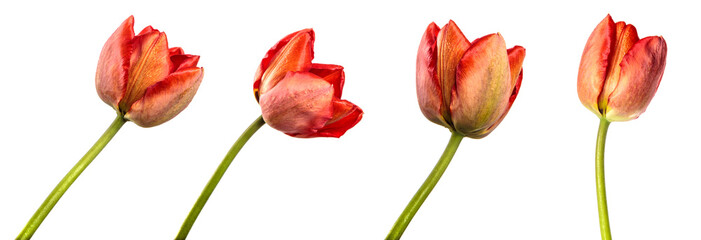 red tulip flower on a stalk close up. isolated on white background. set, collection