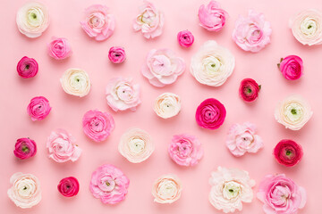 Beautiful colored ranunculus flowers on a pink  background. Spring greeting card.