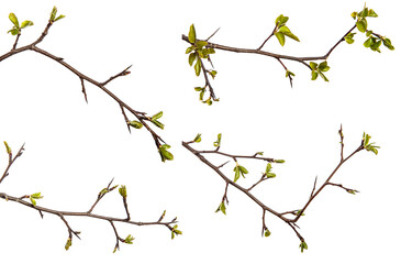 pear tree branch with young green leaves isolated on white background. set, collection