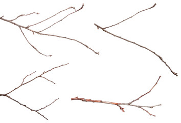 dry branch of an apricot tree. isolated on white background. set, collection