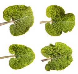 green leaves of burdock on a white background. set, collection