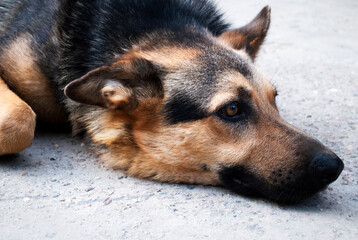 A beautiful German shepherd dog lies on the ground and looks into the distance. Close-up portrait.