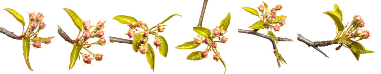 Part of a pear tree branch with blooming flowers. on a white background. set, collection