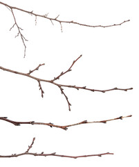 dry apricot tree branches on a white background. set, collection
