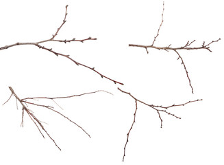 dry apricot tree branches on a white background. set, collection