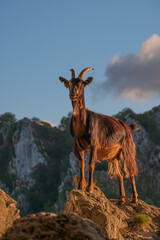 A goat standing on a rock