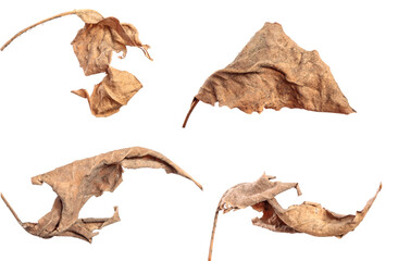 old dry swirling leaf of a plant. isolated on white background. set, collection