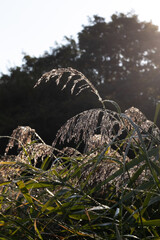 Obraz premium Plants and leaves on a rainy day in the forest