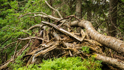 roots on the tree