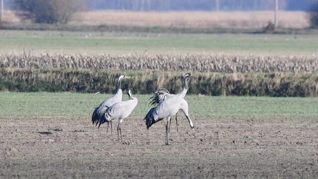 Common Cranes or Eurasian Cranes (Grus Grus) birds resting and feeding in a field during migration season. Slow motion clip.