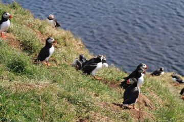 Puffins in North East Iceland 
