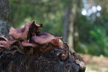 Mushrooms growing on a stump close up, collecting mushrooms in a forest, selective focus,