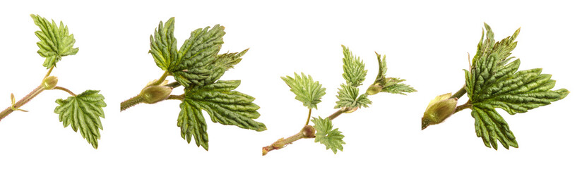 young green hop leaves. isolated on white background set, collection
