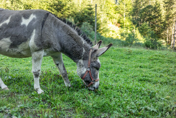 Sweet look of a donkey in the Swiss Alps in Switzerland