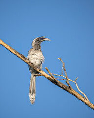 Close up image of Indian grey hornbill sitting on a dry tree branch.