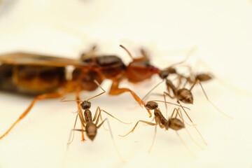 Carpenter ant with worker blackant
