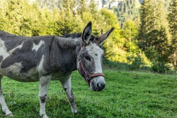 Sweet look of a donkey in the Swiss Alps in Switzerland