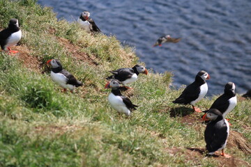 Puffins in North East Iceland 