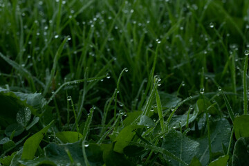water drops in wet grass 