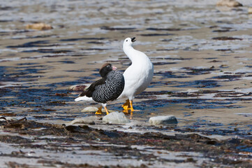 Kelp Geese (Chloephaga hybrida) walking on the shore, New Island, Falkland Islands