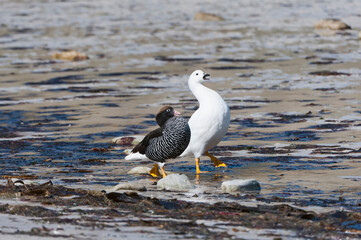 Kelp Geese (Chloephaga hybrida) walking on the shore, New Island, Falkland Islands