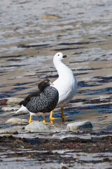 Kelp Geese (Chloephaga hybrida) walking on the shore, New Island, Falkland Islands