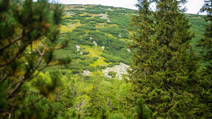 green forest in the morning