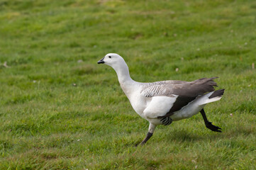 Male Upland or Magellan Goose (Chloephaga picta) running, New Island, Falkland Islands