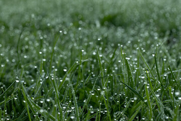 water drops in wet grass 