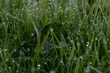 water drops in wet grass 