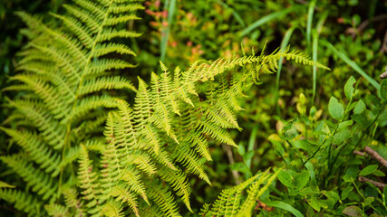 green fern leaves