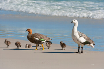 Upland or Magellan Geese (Chloephaga picta) with chicks on the shore, Saunders Island, Falkland Islands