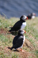 Puffins in North East Iceland 