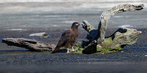 Striated caracara (Phalcoboenus australis) on the beach, Grave Cove, West Falkland Island, Falkland...