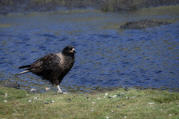 Striated caracara (Phalcoboenus australis) walking near a pond, Grave Cove, West Falkland Island, Falkland Islands, British Overseas Territory