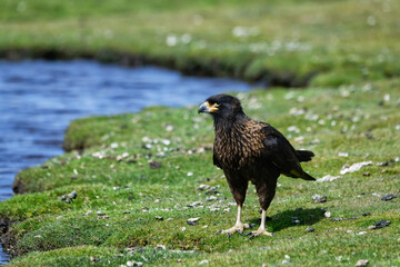 Striated caracara (Phalcoboenus australis) walking near a pond, Grave Cove, West Falkland Island, Falkland Islands, British Overseas Territory