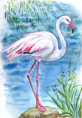 Pink flamingo on the river bank, watercolor painting, zoological print for poster, painting, book illustration and other designs.