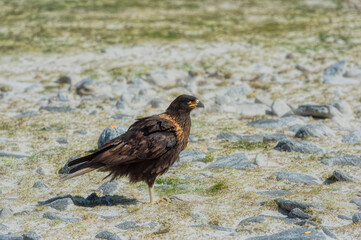 Striated caracara (Phalcoboenus australis) on the beach, Grave Cove, West Falkland Island, Falkland Islands, British Overseas Territory
