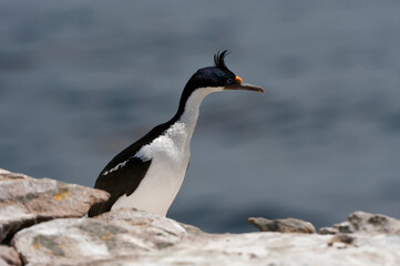 Imperial Shag, formerly Blue-eyed or King Cormorant, (Phalacrocorax atriceps), New Island, Falkland...