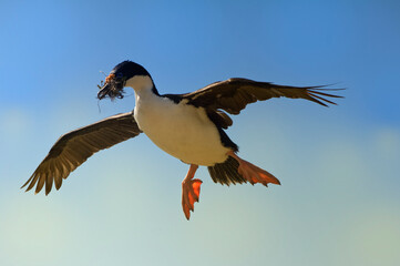 Imperial Shag, formerly Blue-eyed or King Cormorant, (Phalacrocorax atriceps) flying with nesting material, Saunders Island, Falkland Islands