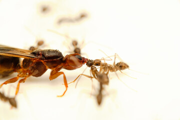Carpenter ant with worker blackant
