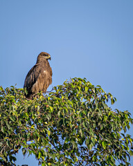 Close up image of Black kite bird sitting on top of tree.