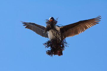 Imperial Shag, formerly Blue-eyed or King Cormorant, (Phalacrocorax atriceps) flying with nesting...