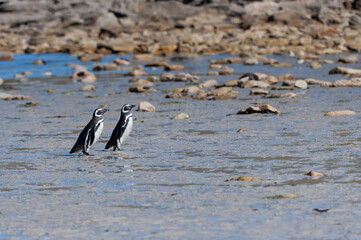 Two Magellanic penguins (Spheniscus magellanicus) on the shore, New Island, Falkland Islands