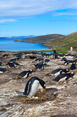 Gentoo penguin (Pygoscelis papua) in the nest with an egg, New Island, Falkland Islands © Gabrielle